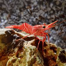 Aiptasia Eating Peppermint Shrimp