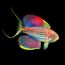 Madagascar Holy Grail Wrasse
