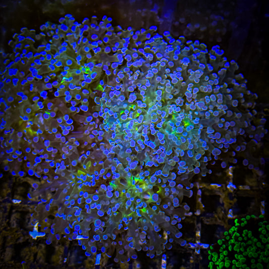 Toxic Mouth Frogspawn (19)