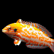 Choat's Leopard Wrasse