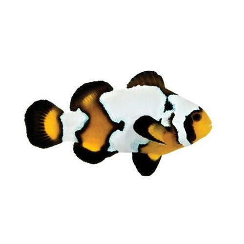 Black Ice Clownfish