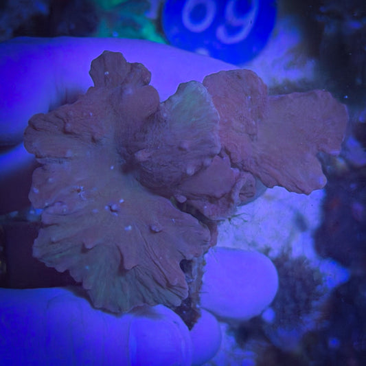 Cabbage Coral (Sinularia) [43]