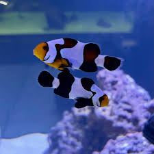 Mocha Ice Clownfish