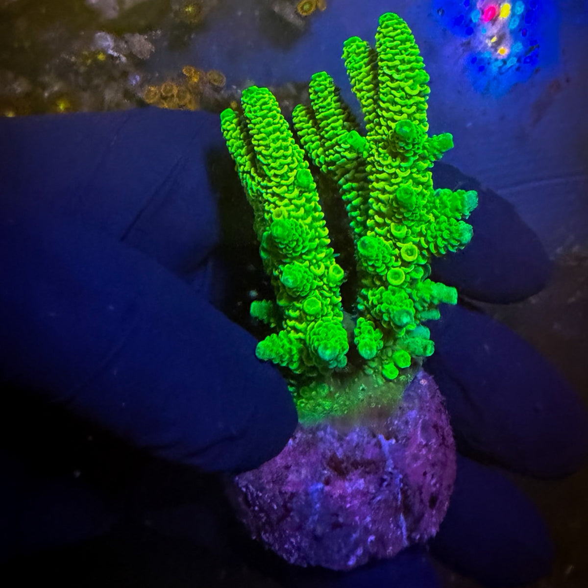 Gamma Ray Mini Acro Colony [104]