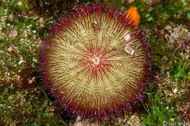 Bell's Urchin