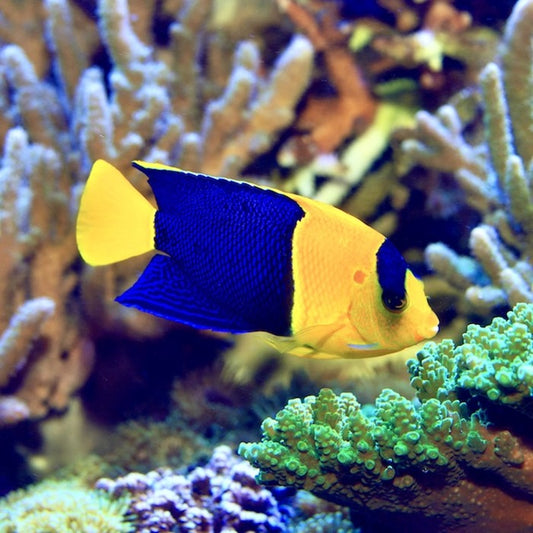 Bi-Colour Angelfish