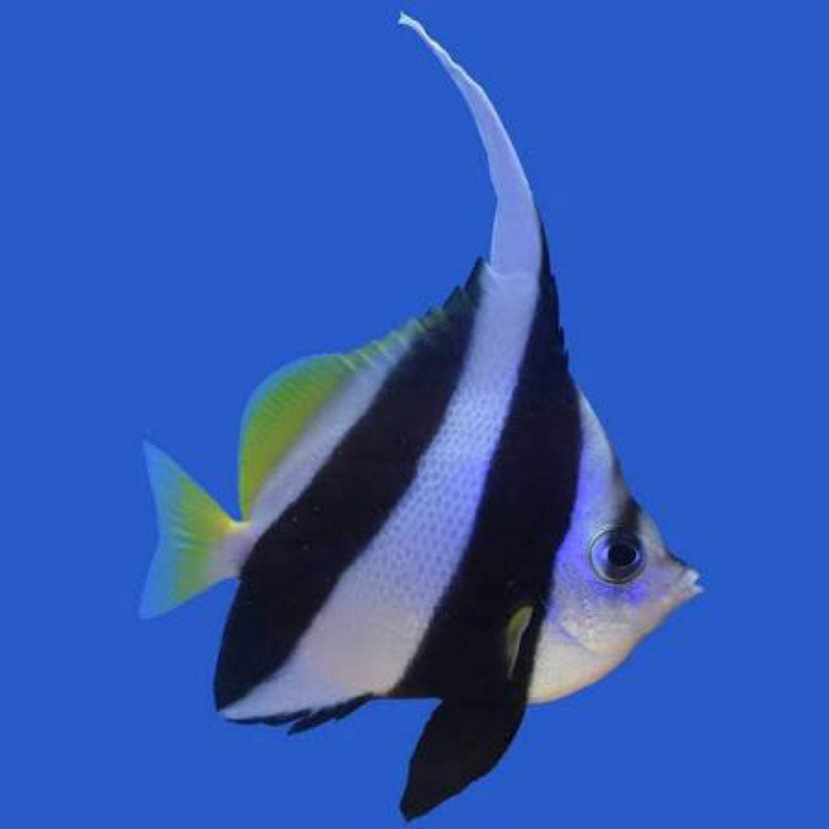 Barber Fish