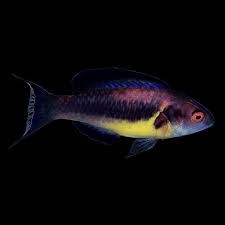 Brunneaus Fairy Wrasse