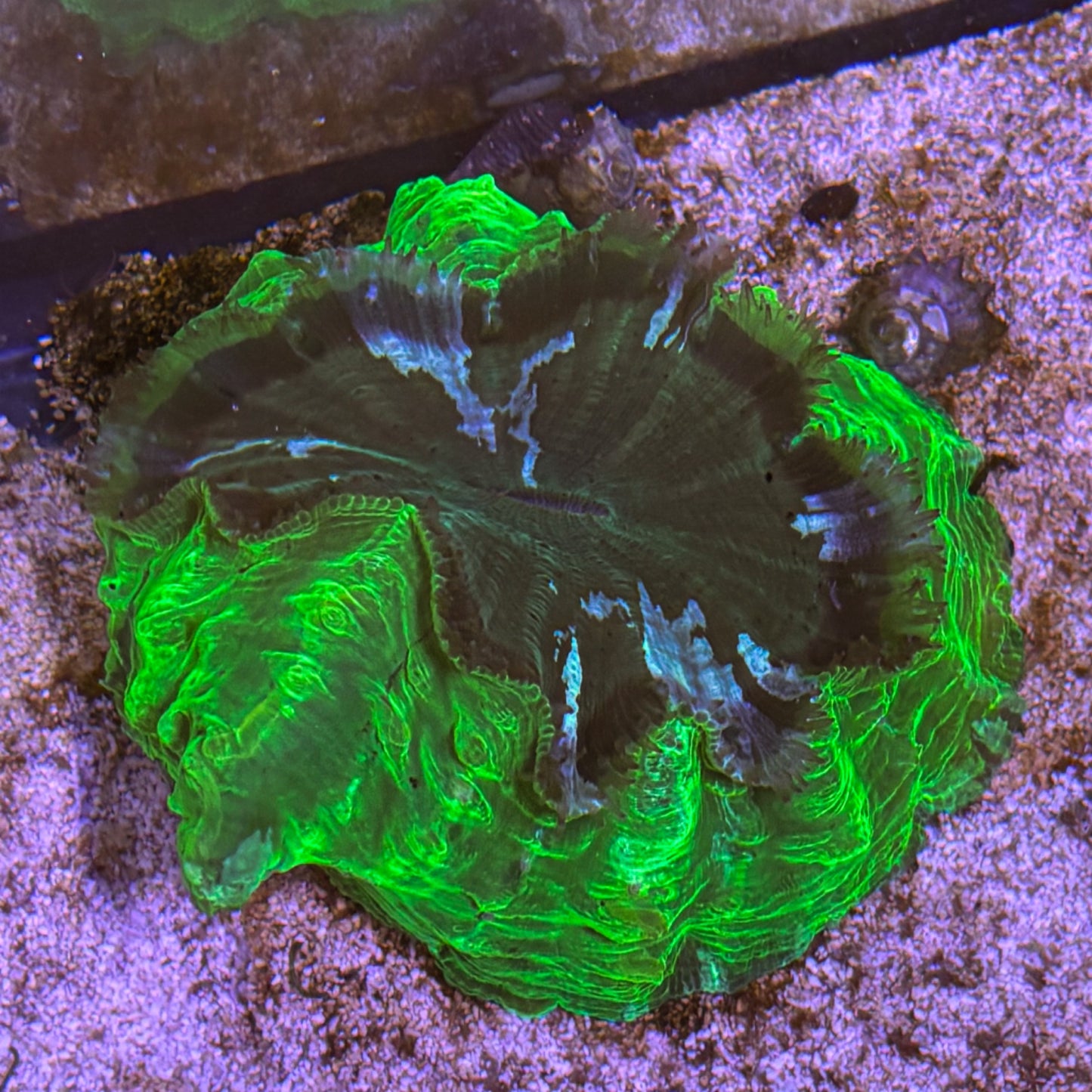 Indo Acanthophyllia [A01 WYSIWYG]