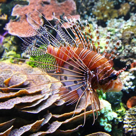 Antennata Lionfish (S)