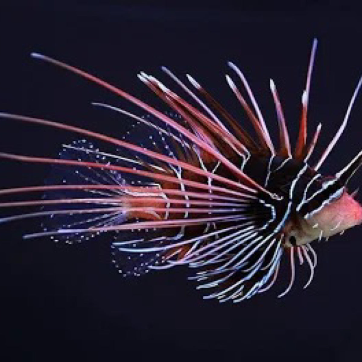 Radiata Lionfish