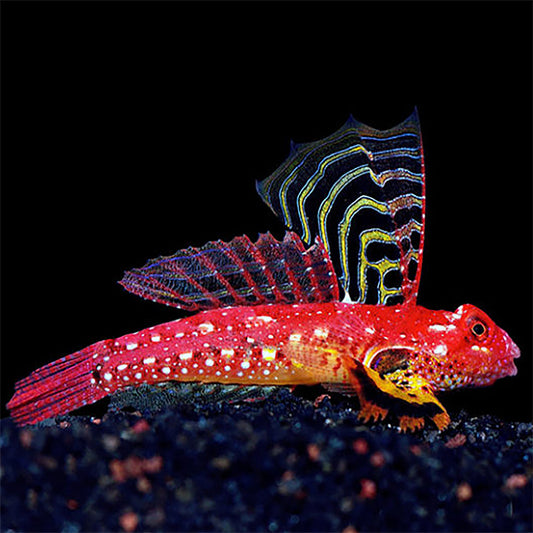 Flame Scooter Blenny