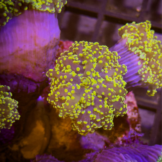 Golden Kingspawn (7)