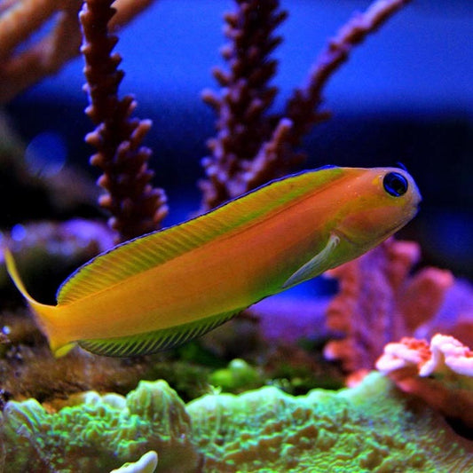 Midas Blenny
