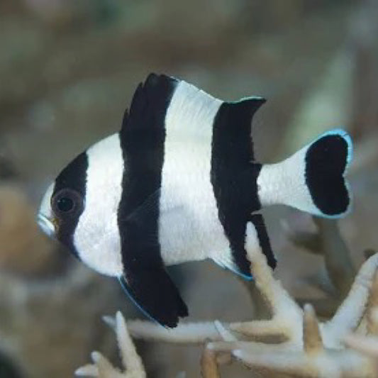 Humbug Damsel