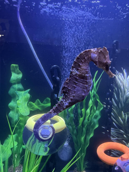 Seahorse Photo Spot Hitch