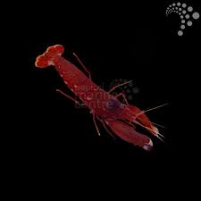 Scarlet Pistol Shrimp
