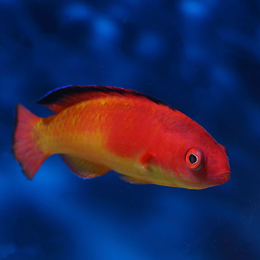 Red Hooded Fairy Wrasse