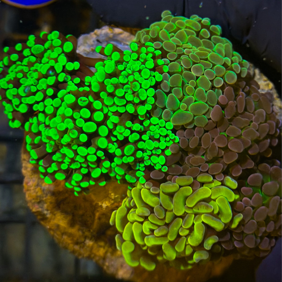 Hammer Garden [127]