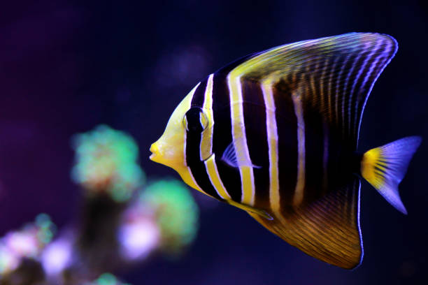 Sailfin Tang- Melanesian