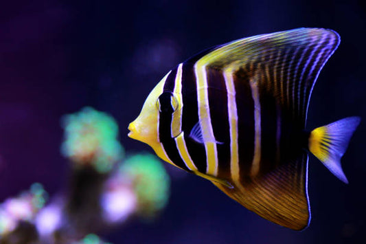 Sailfin Tang- Melanesian