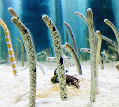 Spotted Garden Eel