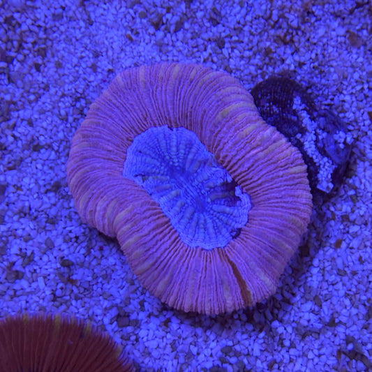 Lavender Trachyphyllia (68)