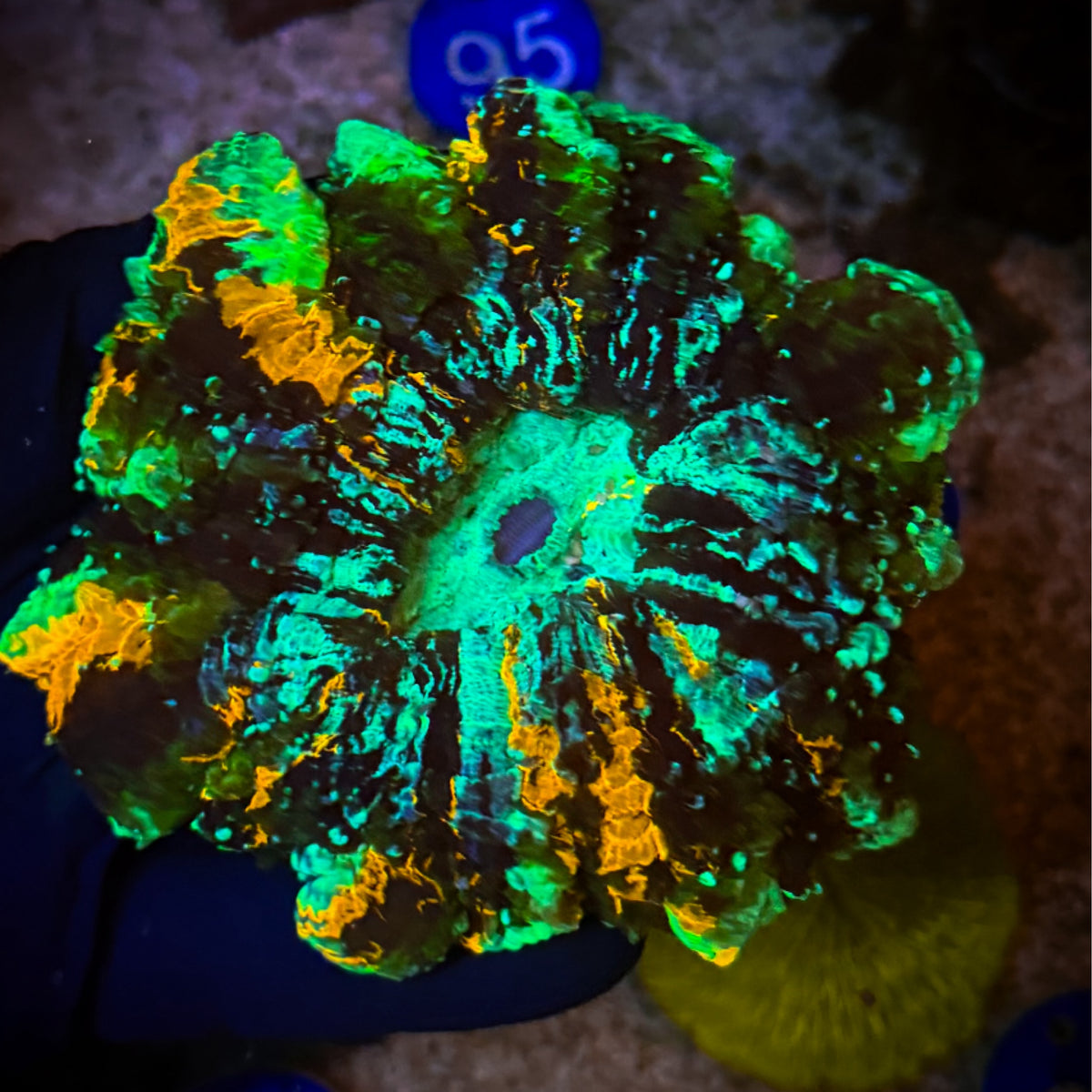 Collectors Grade Acantho [48]