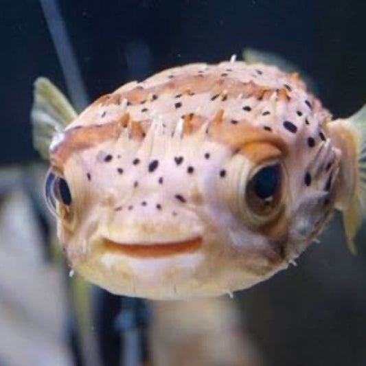 Porcupine Puffer