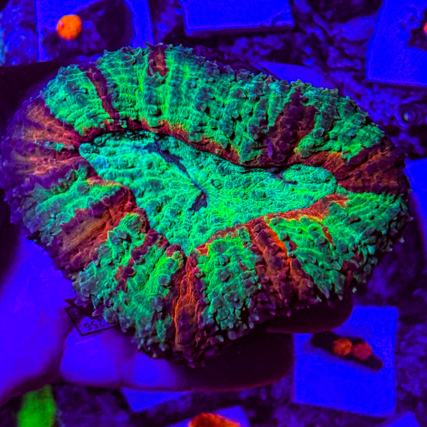 Bleeding Apple Lobophyllia WYSIWYG