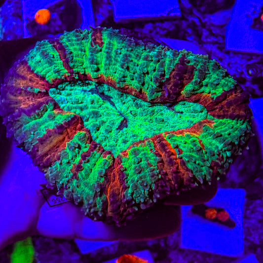 Bleeding Apple Lobophyllia WYSIWYG
