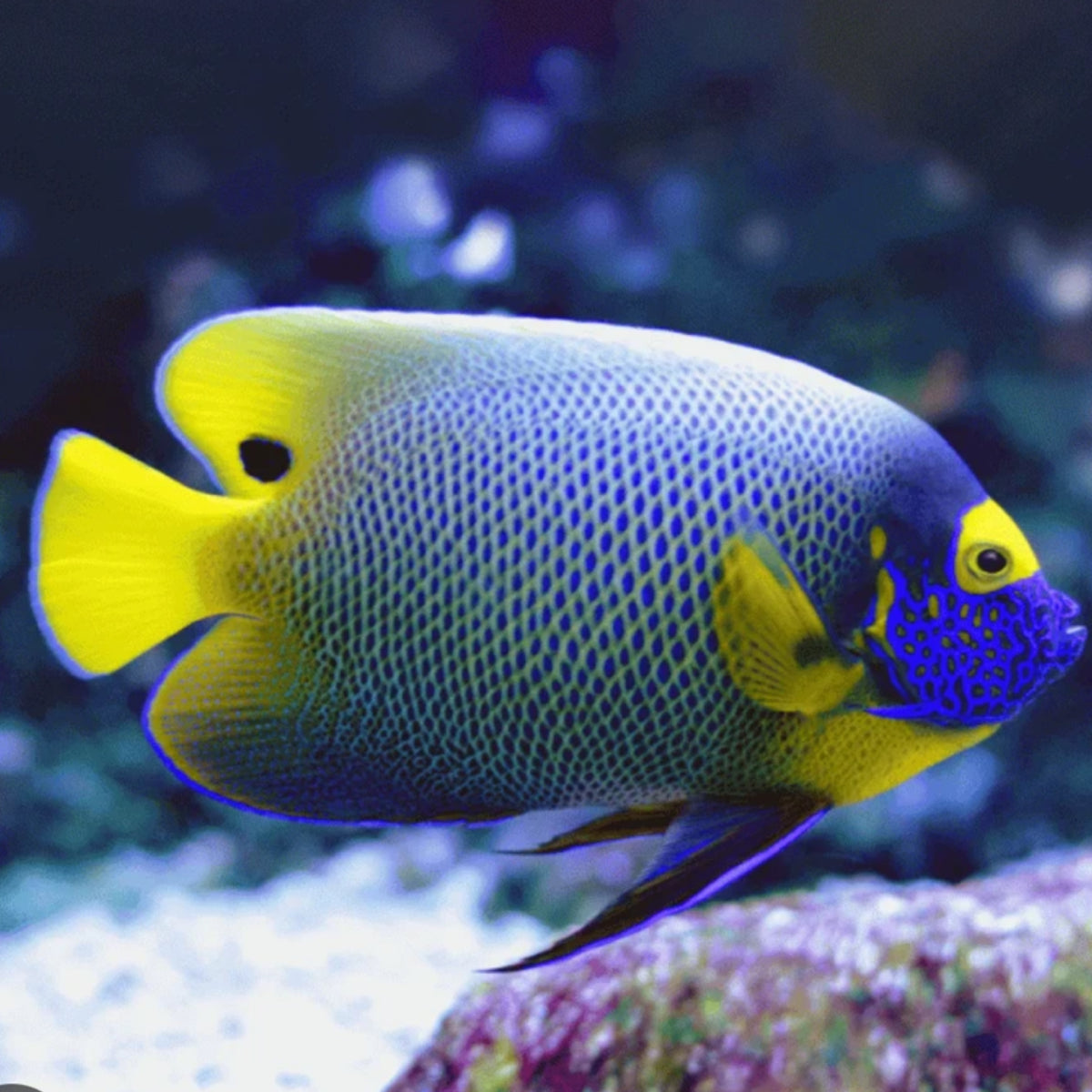 Blueface Angel Adult
