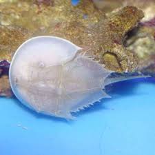 Horseshoe Crab