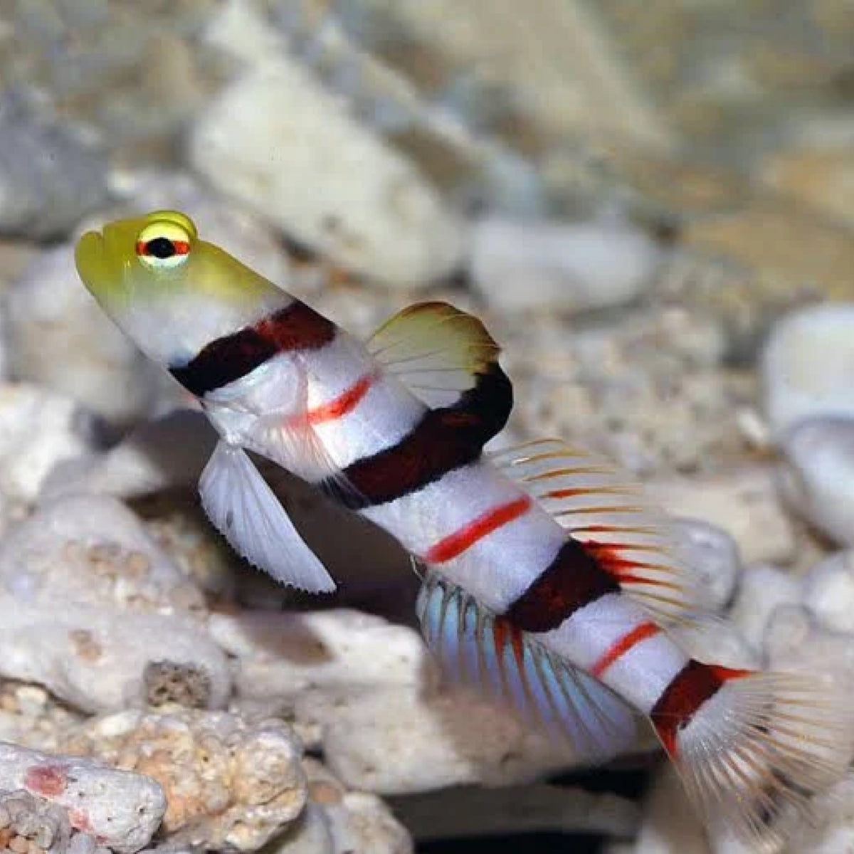Dracula Goby