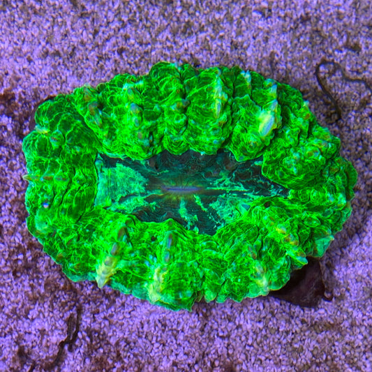 Indo Acanthophyllia [A02 WYSIWYG]