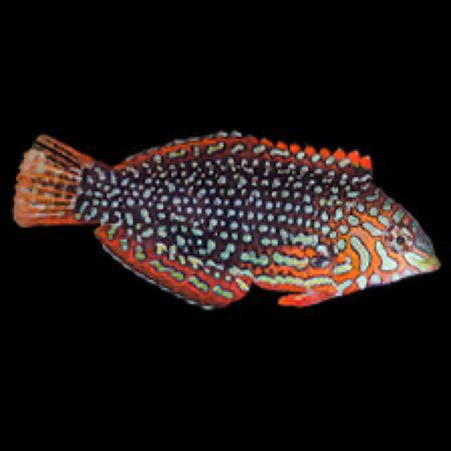 Ornate Leopard Wrasse