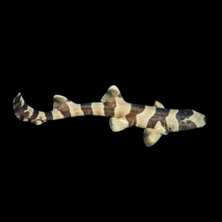Banded Cat Shark