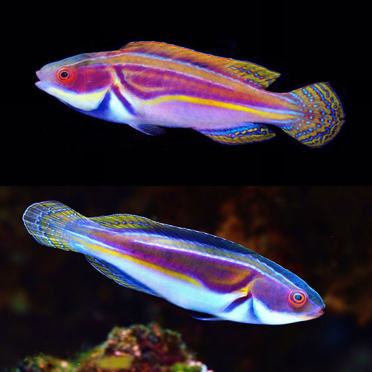 Laboute's Fairy Wrasse