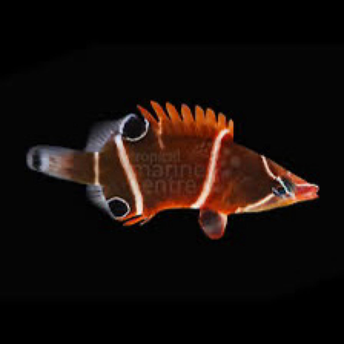 White Band Wetmorella