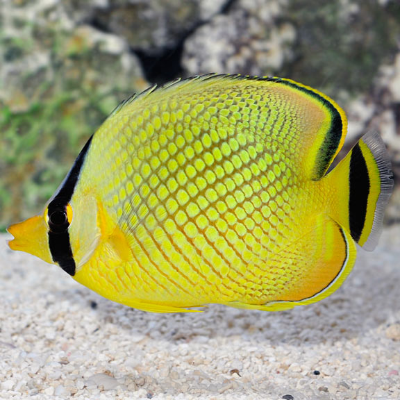 Raffles Butterflyfish