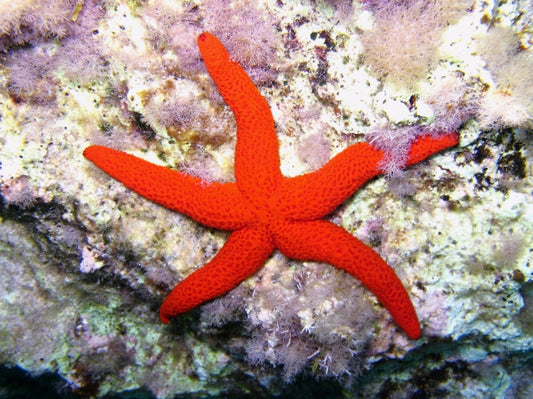 Red Sea Star (Orange Finger Sea Star)