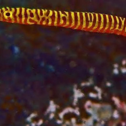 Banded Pipefish