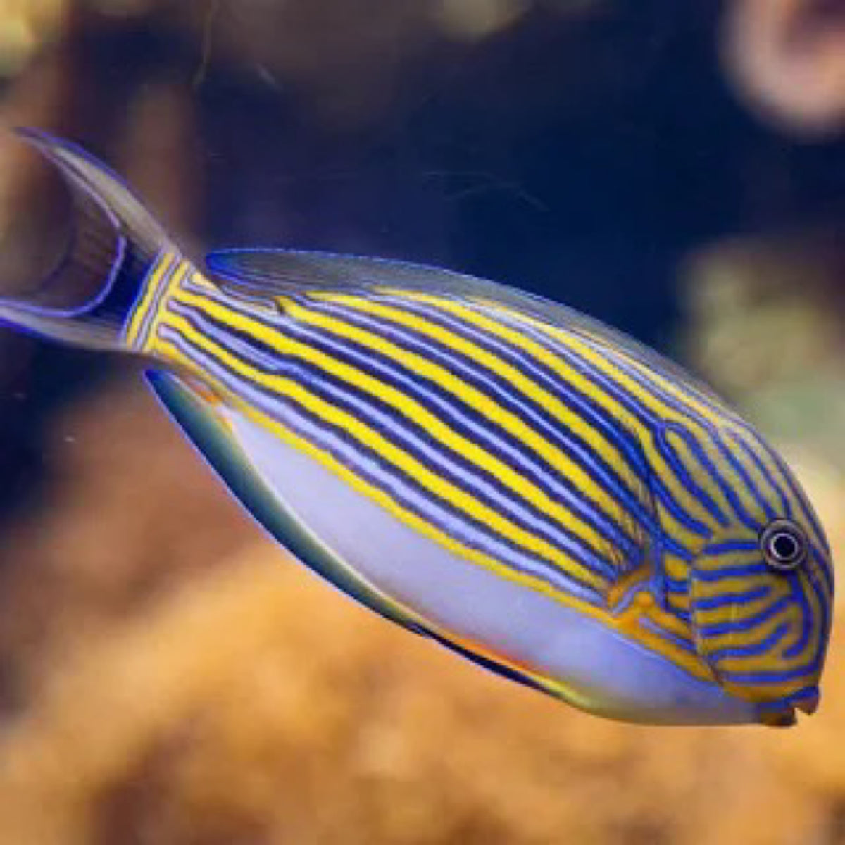 Clown tang