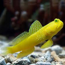 Yellow Watchman (Sulphur Goby)