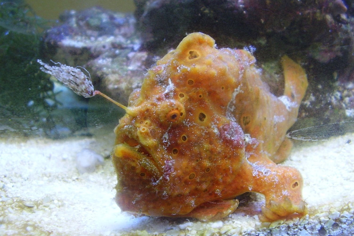 Frogfish