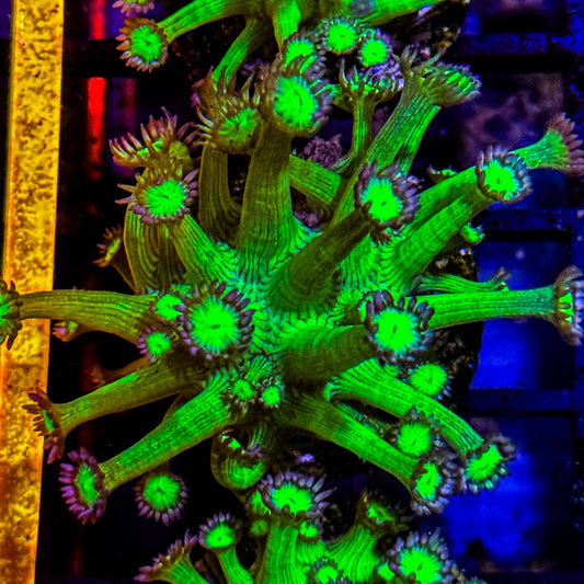 Medusa Goniopora
