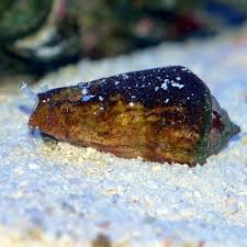 Strawberry Conch