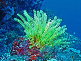 Feather Starfish