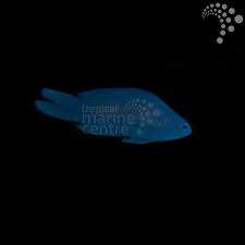 Blue Forktail Pygmy Basslet