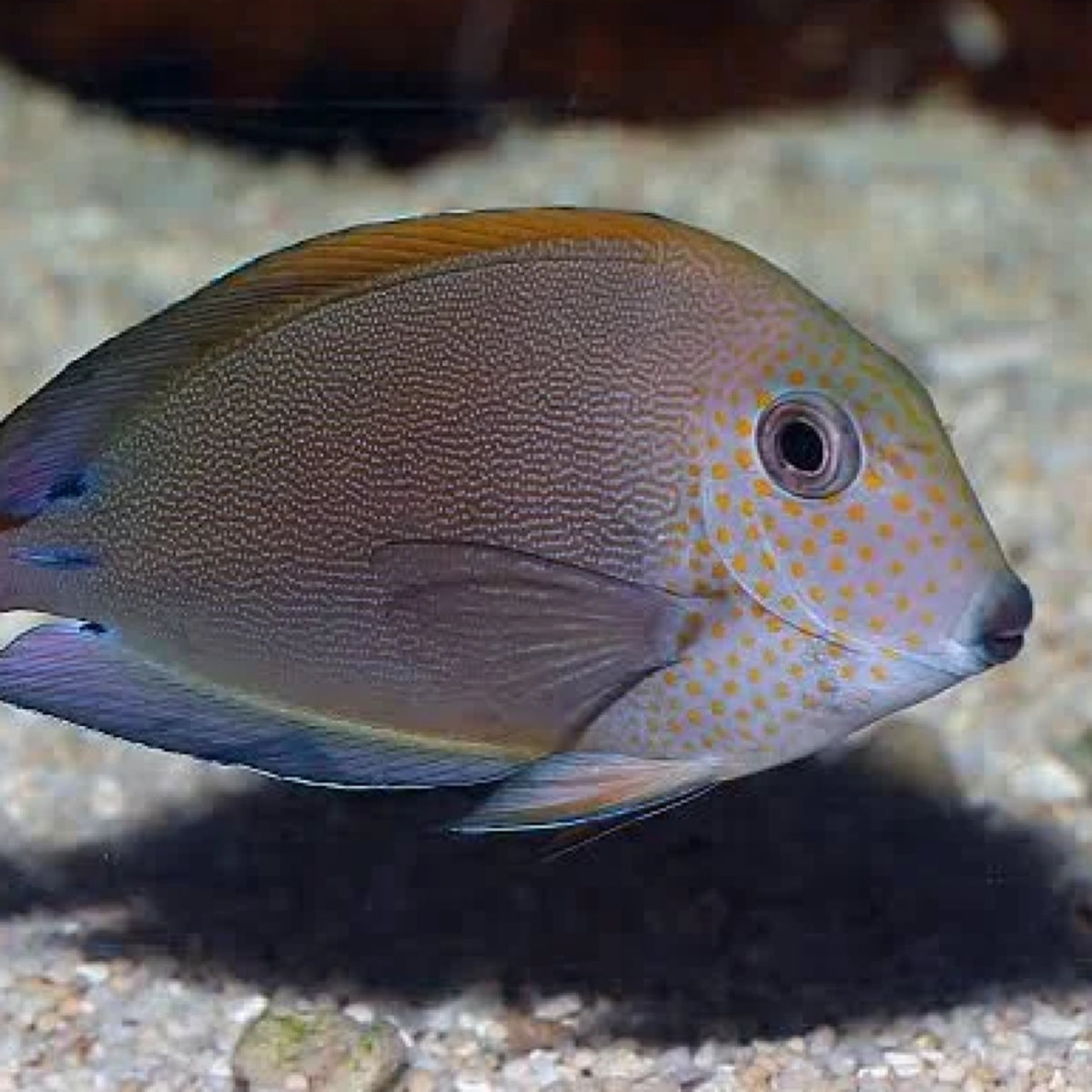 Lavender Tang